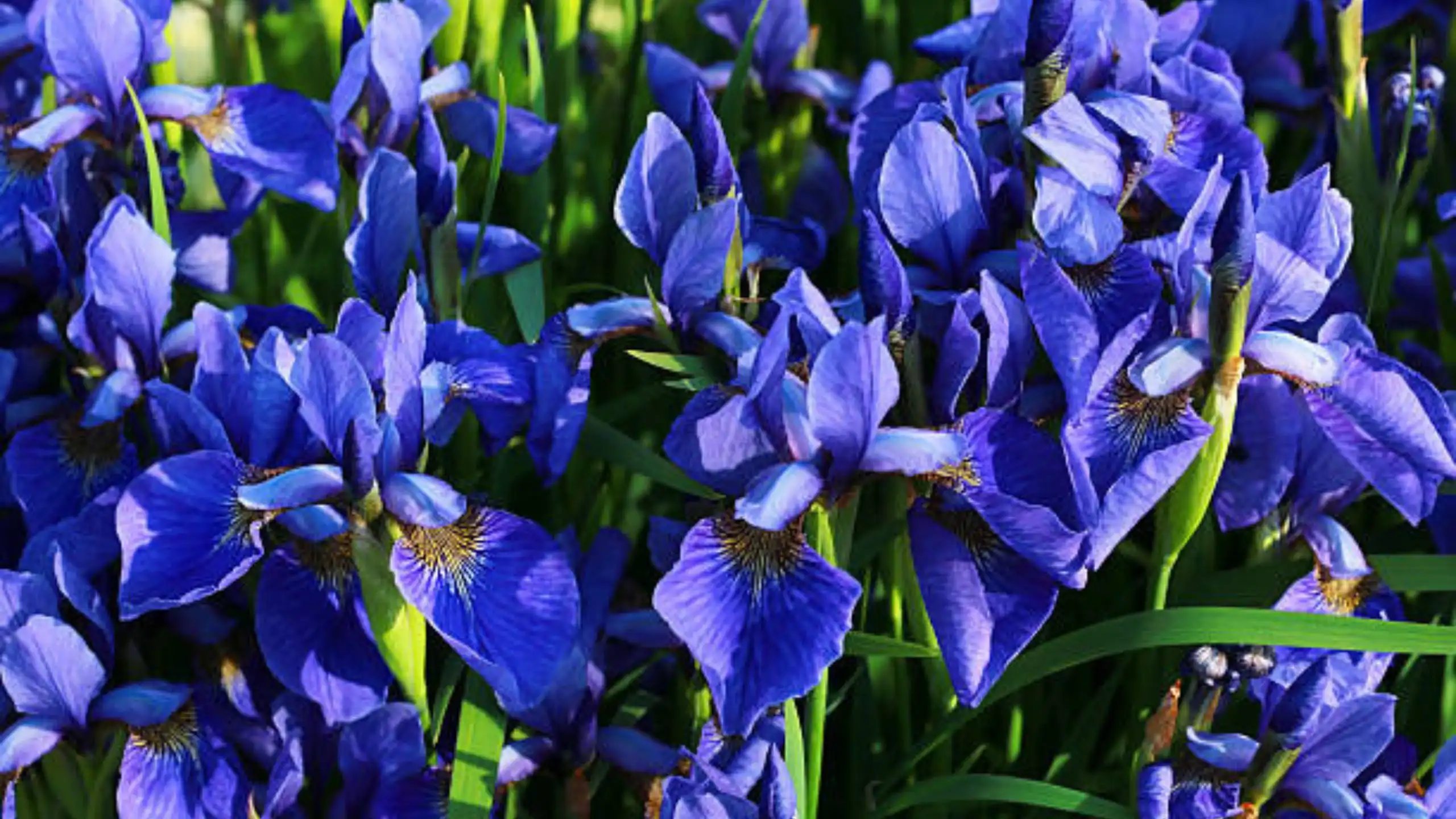 The Charm and History Behind Haint Blue: Why Southern Porches Embrace This Timeless Color