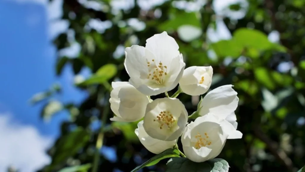 The symbolism of Jasmine Flowers