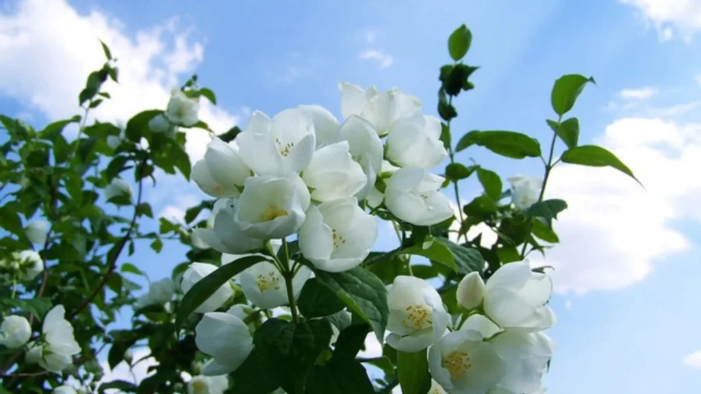 Common Uses of Jasmine Flowers