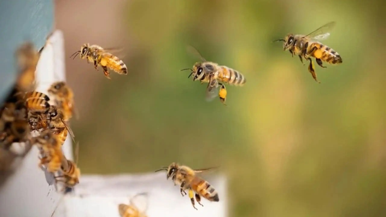 Mason Bees: The Unsung Heroes of Pollination