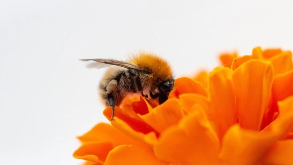 Ideal Habitat for Mason Bees